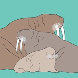 avalisa Animals Collection Wall Art - Walrus