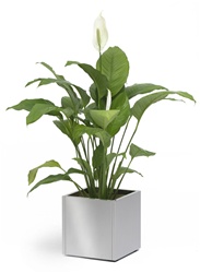 Blomus Greens Planter