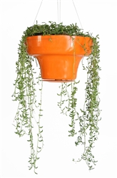 Wallter Hangpot